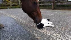 Best Friends Forever