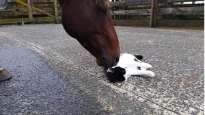 Best Friends Forever