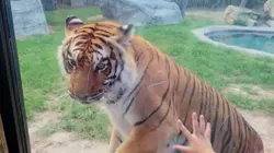 Get Along, Little Doggy
