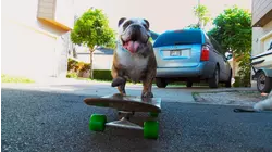 Skateboarding Dog
