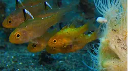 Ocean Oddballs