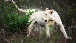 Fight for Survival