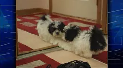Episode 9 (Special: Pets)