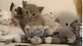 Funniest Pets & People