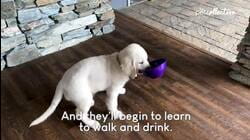 What To Expect With A New Puppy | Pet Pointers