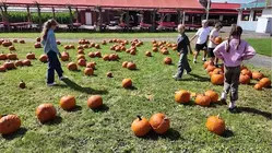 The Cost Of: Apple and pumpkin picking