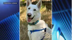 A pup's new home after surviving the Eaton fire