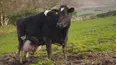 The Yorkshire Vet
