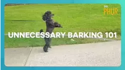 Dr. Phur | Unnecessary Barking 101