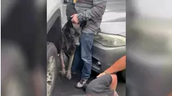 Denuncian que agentes usaron un perro para atacar y detener a un inmigrante mexicano en Washington