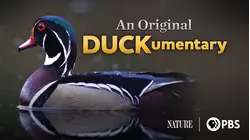 An Original DUCKumentary