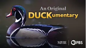 An Original DUCKumentary