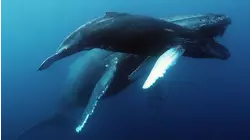 Migration