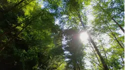 California North Coast Redwoods