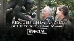 Rescued Chimpanzees Of The Congo With Jane Goodall Special