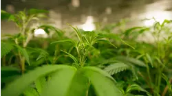 Hemp business co-founder on new measure banning some THC gummies and drinks