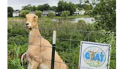 Goats join effort to remove invasive species on Sea Girt slopes