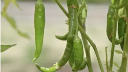 Chilli Peppers