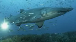 Tiger Shark
