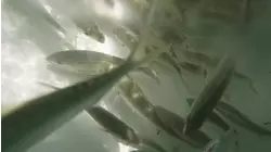 Reel Animals S14:E7 "Shallow Gags"