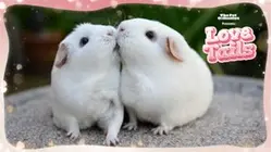 The Pet Collective Presents: Love Tails