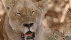 Predators Uncovered
