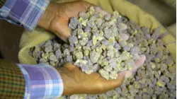 Why Frankincense And Myrrh Are So Expensive
