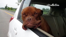 Pet Obsessed | Pup'N Iron