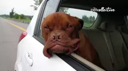 Pup'N Iron