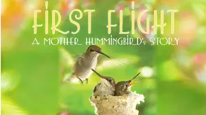 First Flight: A Mother Hummingbird's Story