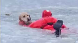 Dog Rescued by Firefighters After Falling Into Icy Pond