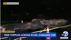 Massive tree topples in Lake Balboa amid storm, crushing car parked on residential street