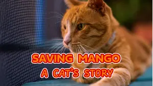 Saving Mango - A Cat's Story