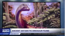 Fossil from ancient antarctic dinosaur found in a drawer