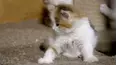 Baby Animals in Our World