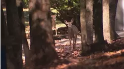NC wildlife officials warn public about deer attacks