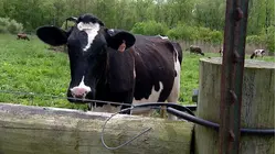 CT dairy farmers getting $22.5 million in emergency help amid skyrocketing costs