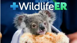 Wildlife ER