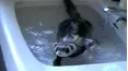 Funniest Pets & People