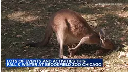 Brookfield Zoo Chicago hosting lots of events this fall, winter