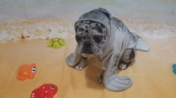 Best Pets of the Month | Ep. 3.11