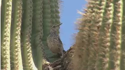 The Greatest Moments of A.H.W.D.