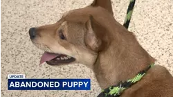 Puppy left abandoned in box outside Pennsylvania SPCA finds new, loving home