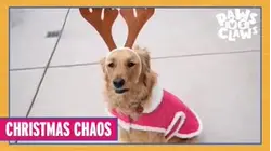 Paws VS. Claws | Christmas Chaos