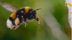 Inside Nat Geo's 'Secret of the Bees'