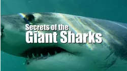 Secrets Of The Giant Sharks