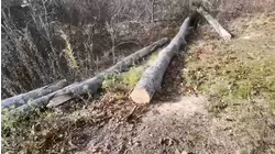 Man struck and killed by tree branch during windstorm in Putnam County