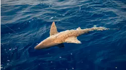 Sandbar Sharks