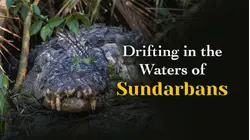 Drifting in the Waters of Sundarbans