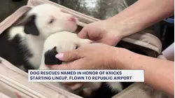 Meet Jalen, Bridges, OG, Hart and KAT: Rescue puppies named after NY Knicks NBA Finals champions